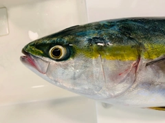 メジロの釣果