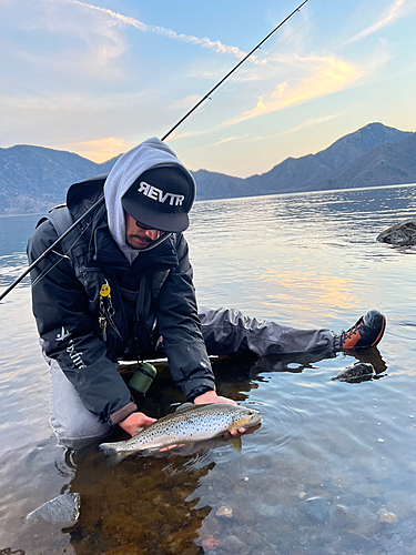 ブラウントラウトの釣果