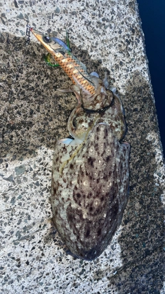 コウイカの釣果