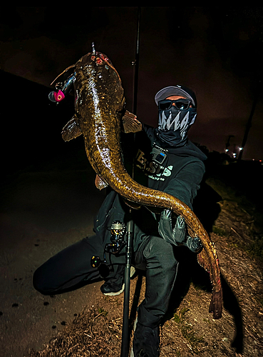 ナマズの釣果