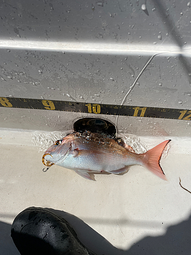 マダイの釣果