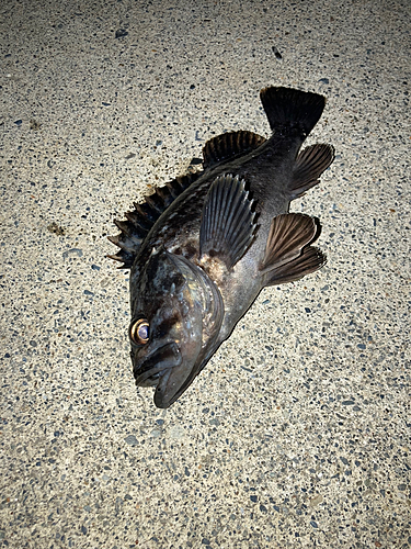 クロソイの釣果