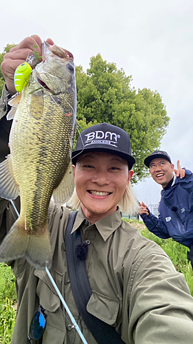 ブラックバスの釣果