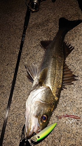 シーバスの釣果