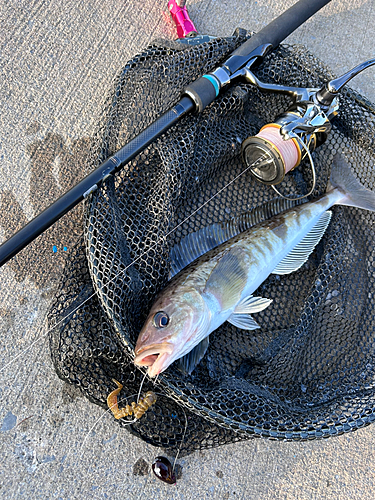 ホッケの釣果