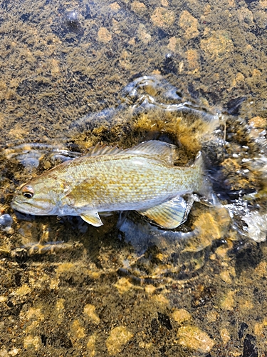 スモールマウスバスの釣果