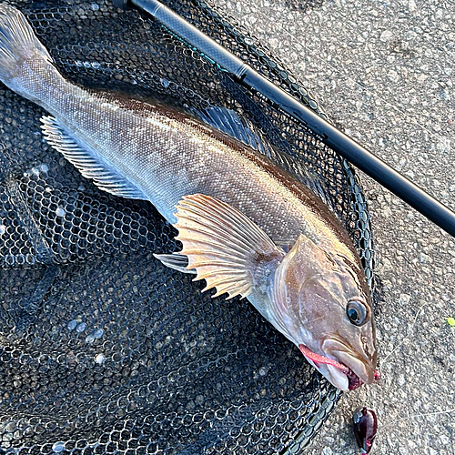 アイナメの釣果