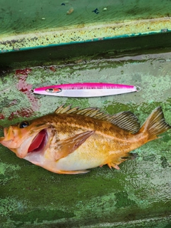 ヤナギノマイの釣果