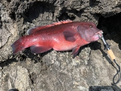 コブダイの釣果