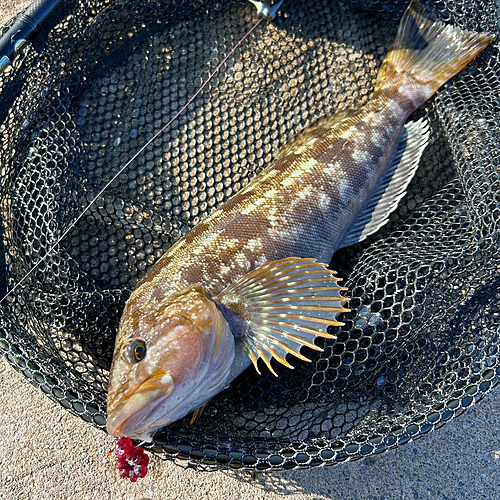 アイナメの釣果