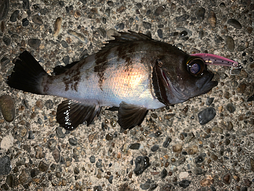 メバルの釣果