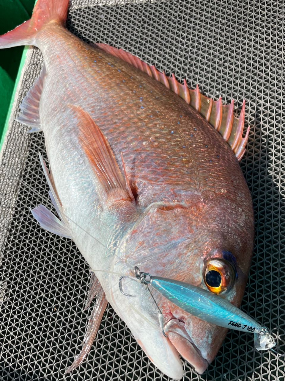 ポケ船長さんの釣果 3枚目の画像