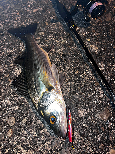 セイゴ（ヒラスズキ）の釣果