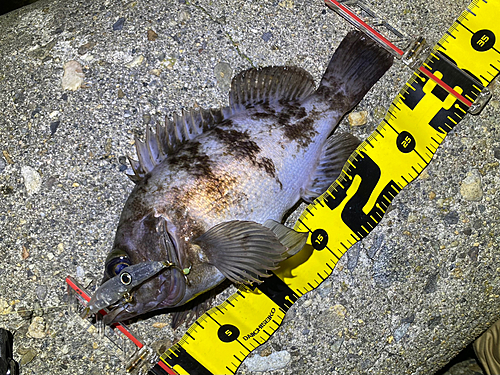 メバルの釣果