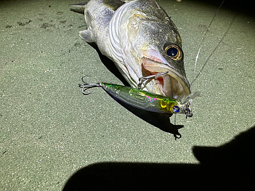 シーバスの釣果