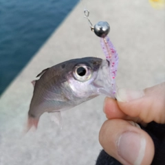 ネンブツダイの釣果