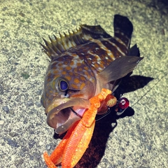 アコウの釣果