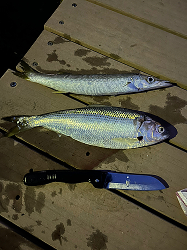 コノシロの釣果