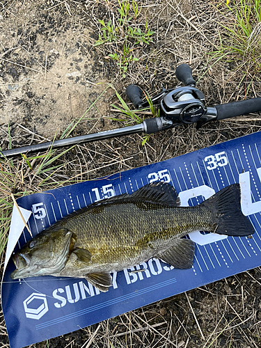 スモールマウスバスの釣果