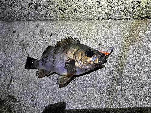 メバルの釣果