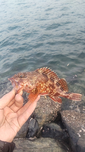 カサゴの釣果