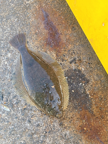 カレイの釣果