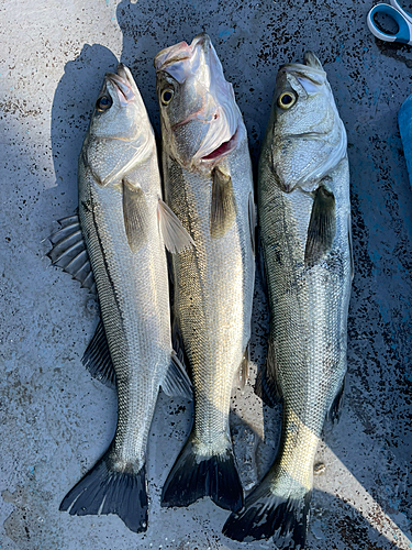 シーバスの釣果