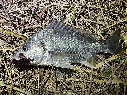 キビレの釣果