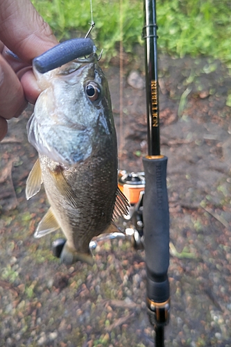 ラージマウスバスの釣果