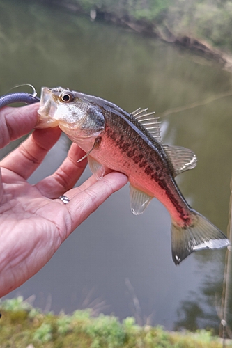 ラージマウスバスの釣果