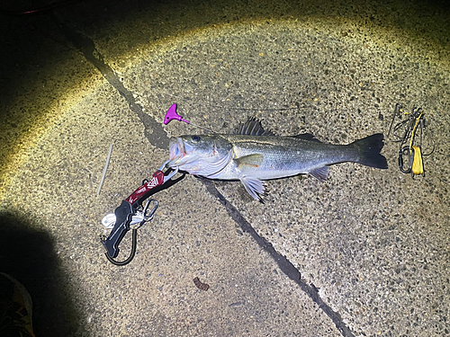 シーバスの釣果