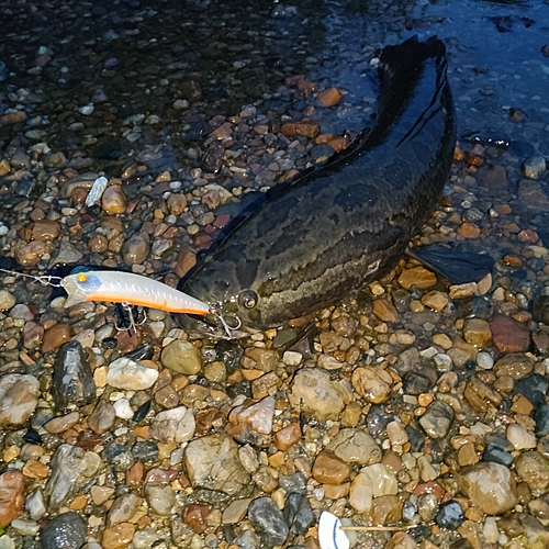 ライギョの釣果