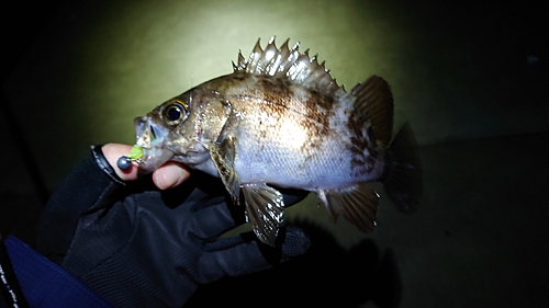 メバルの釣果