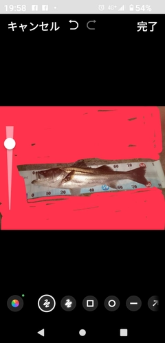 シーバスの釣果