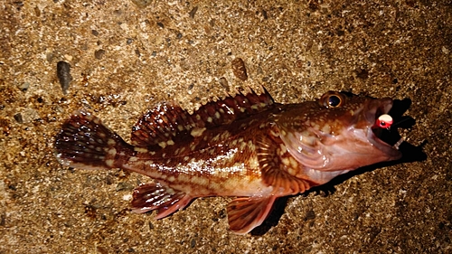 カサゴの釣果