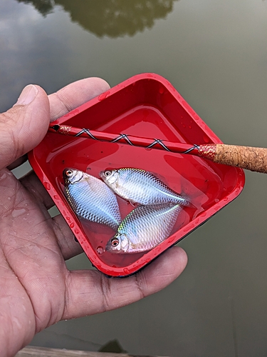 タナゴの釣果