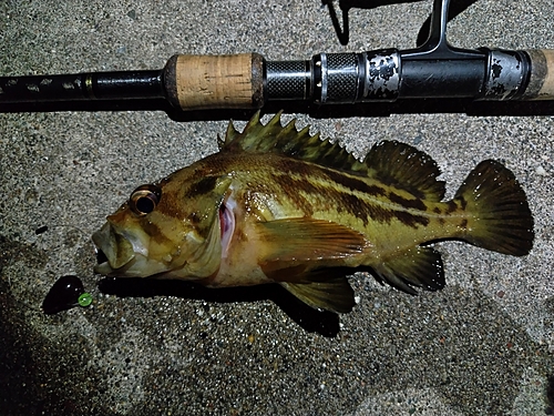 シマソイの釣果