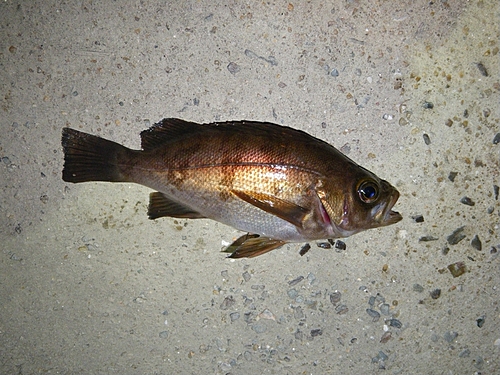 メバルの釣果