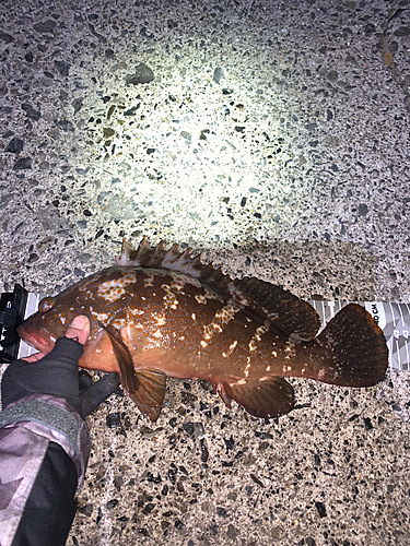 アコウの釣果