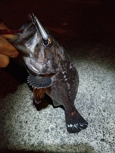 クロソイの釣果