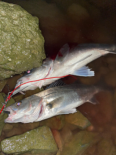 シーバスの釣果