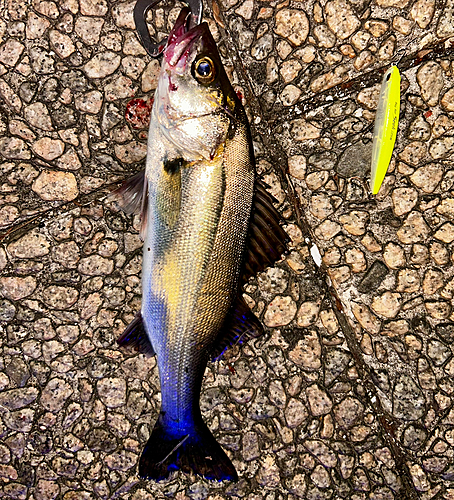 シーバスの釣果