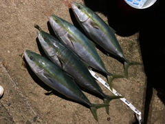 ハマチの釣果