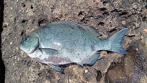 グレの釣果