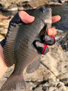 グレの釣果