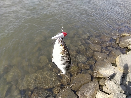 コノシロの釣果