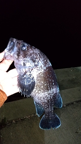 マゾイの釣果