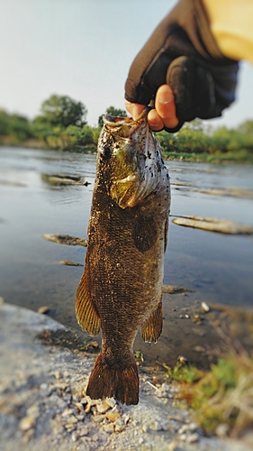 スモールマウスバスの釣果