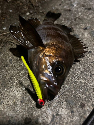 シロメバルの釣果