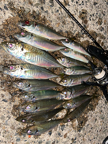 アジの釣果